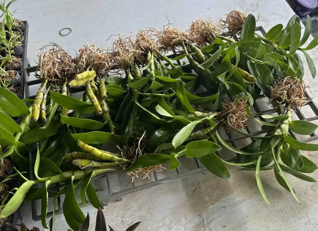 How We Pack Orchids with Clean Treatment and Paper Wrapping orchid plant for sale
