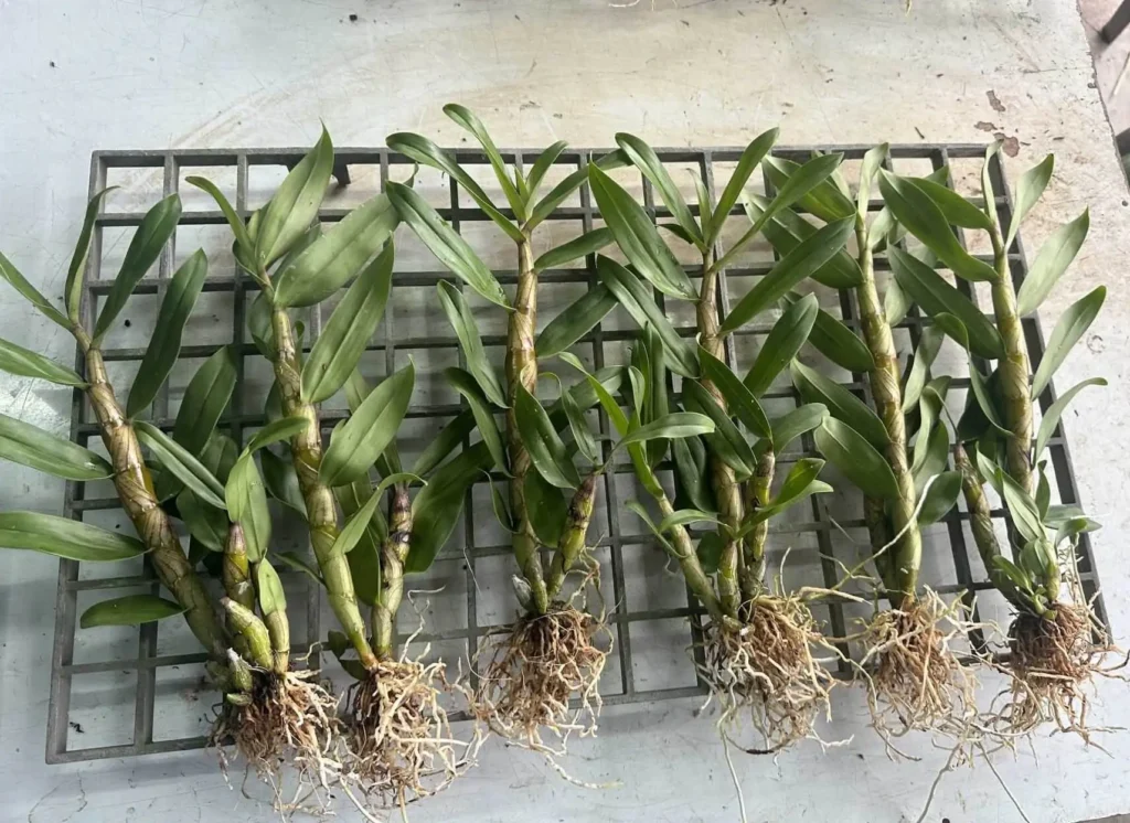 How We Pack Orchids with Clean Treatment and Paper Wrapping orchid plant for sale