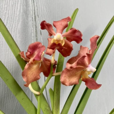 Vanda Udorn Sunshine