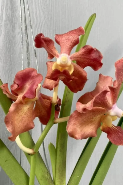 vanda udon sunshine fragrance