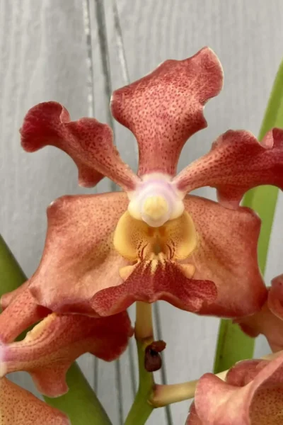 vanda udon sunshine fragrance
