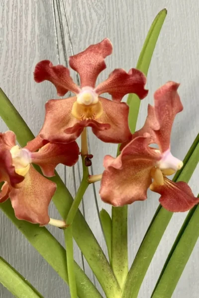 vanda udon sunshine fragrance