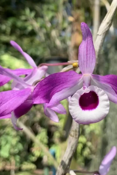 Dendrobium lituiflorum