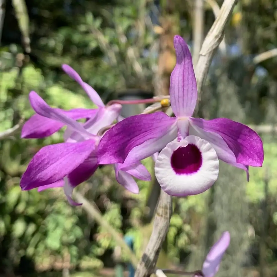 Dendrobium lituiflorum – Buy Online | Sib Orchid Dendrobium lituiflorum