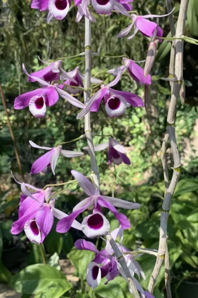 Dendrobium lituiflorum