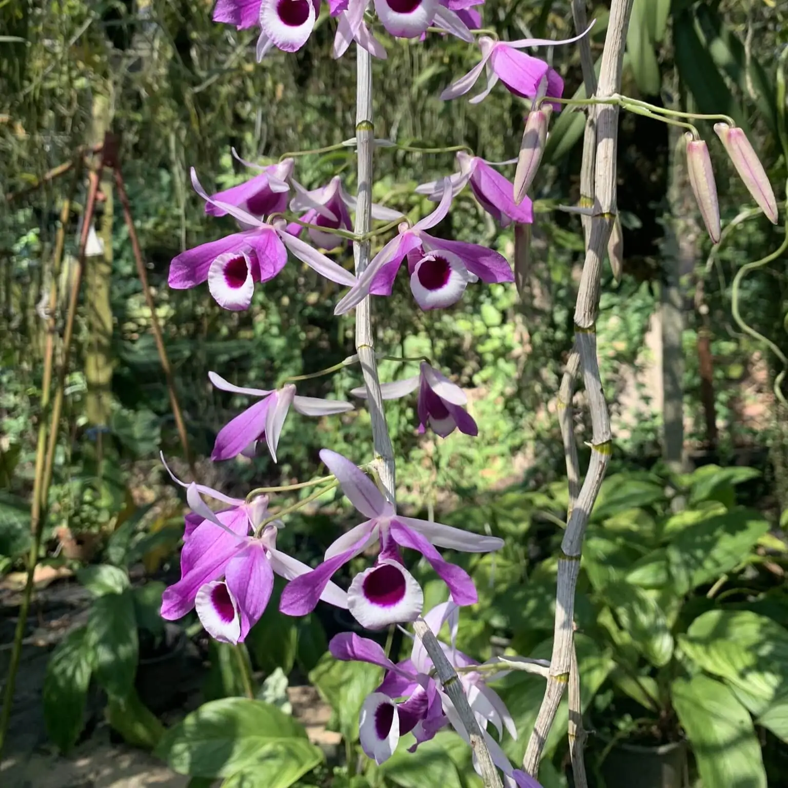 Dendrobium lituiflorum – Buy Online | Sib Orchid Dendrobium lituiflorum