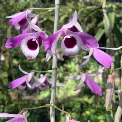 Dendrobium lituiflorum