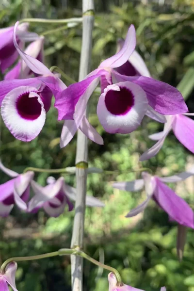 Dendrobium lituiflorum