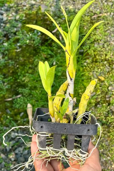 dendrobium capillipes