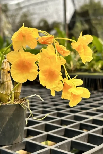 dendrobium capillipes