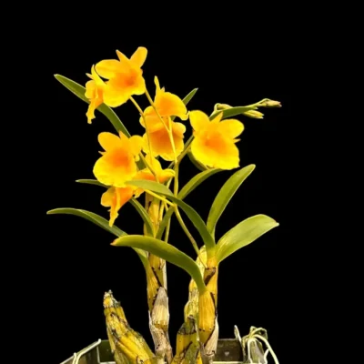 Dendrobium capillipes