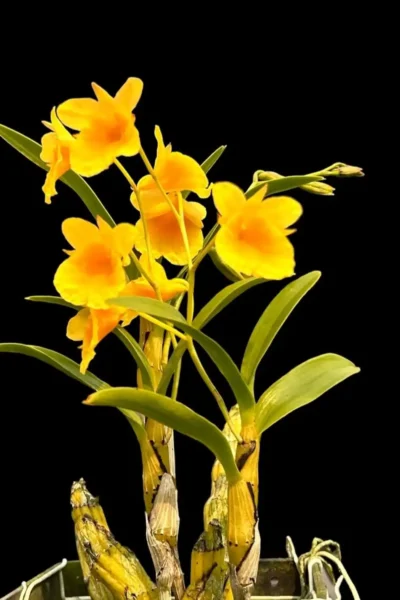 Dendrobium capillipes