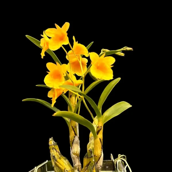 Dendrobium capillipes orchid plant for sale