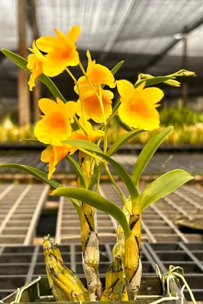 dendrobium capillipes