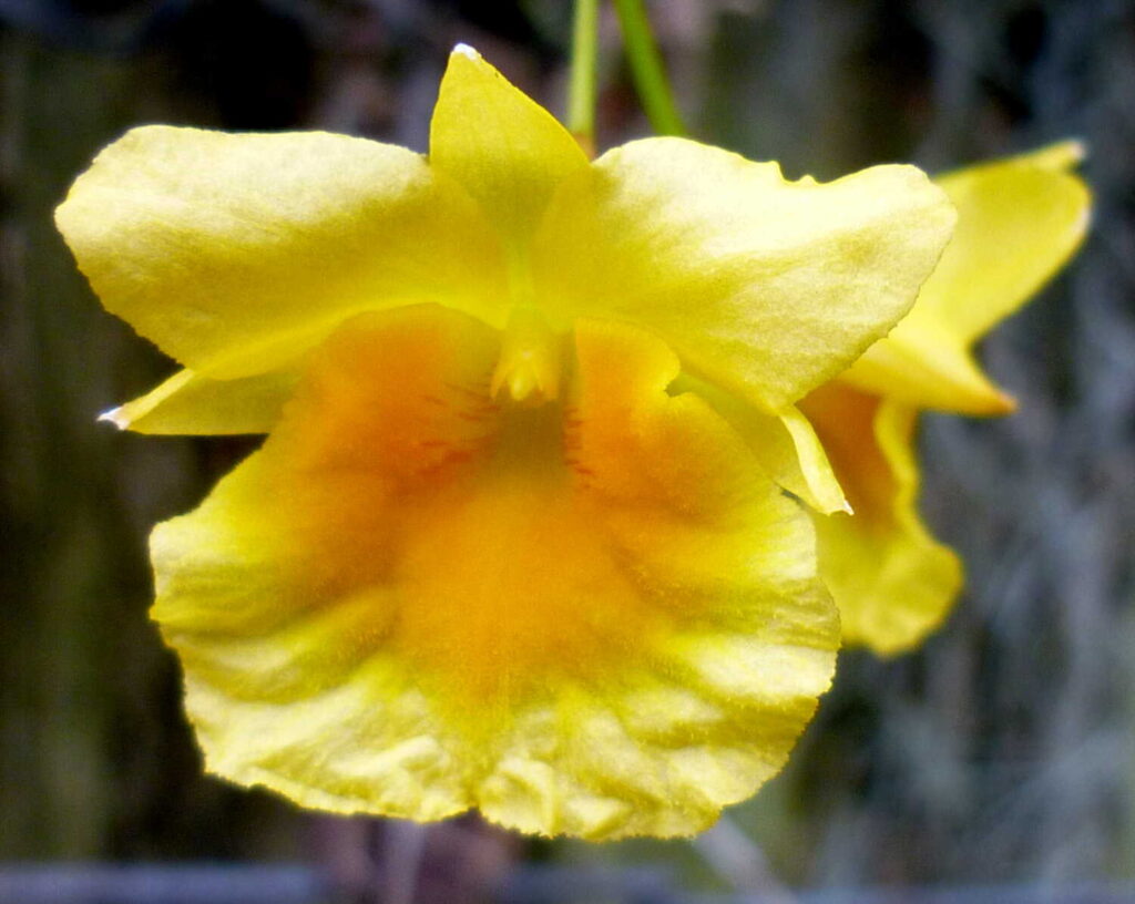 Image #2 from Nancy Anne Rowe