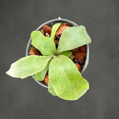 Platycerium Veitchii Willinckii Silvery Dwarf