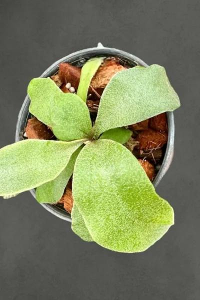 Platycerium Veitchii Willinckii Silvery Dwarf | SibOrchid.com