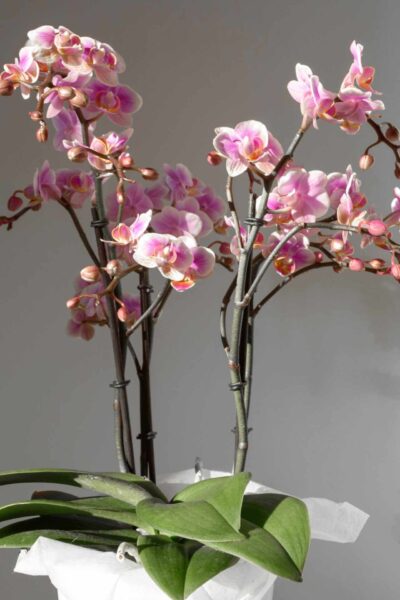 P. willinckii ’Jenny’ TC 1613 Platycerium willinckii 