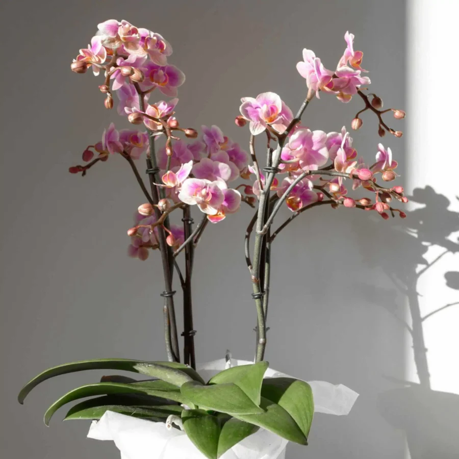 Location and Know Orchid Need Sib Orchid