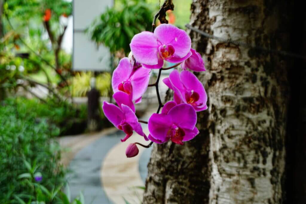 01- Right Location and Understanding Your Orchid's Need – Buy Online | Sib Orchid 01- Right Location and Understanding Your Orchid's Need orchid plant for sale