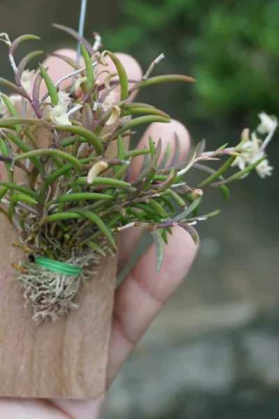 Dendrobium acerosum