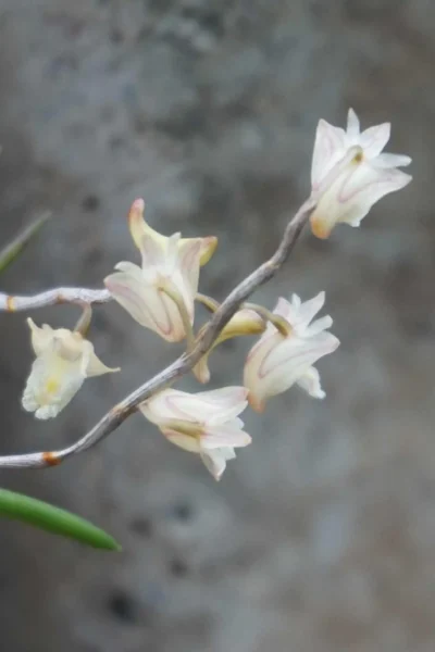 Dendrobium acerosum