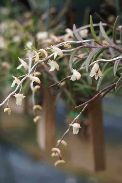 Dendrobium acerosum
