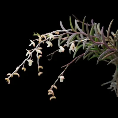 Dendrobium acerosum