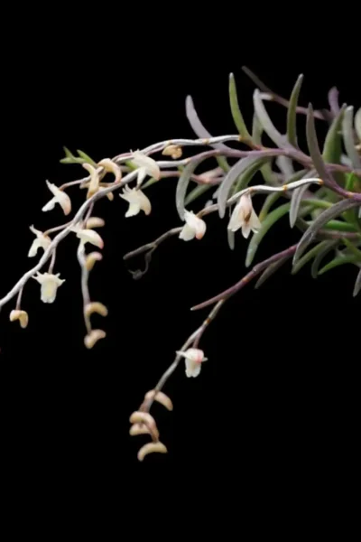 Dendrobium acerosum
