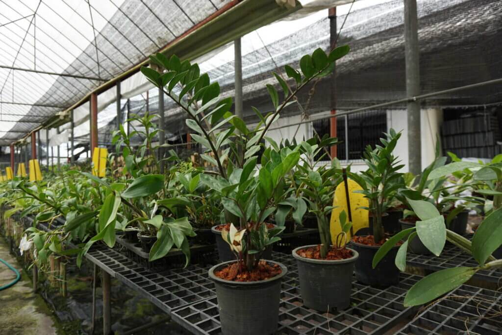 01- Right Location and Understanding Your Orchid's Need – Buy Online | Sib Orchid 01- Right Location and Understanding Your Orchid's Need orchid plant for sale