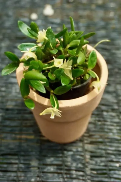 dendrobium quadrangulare