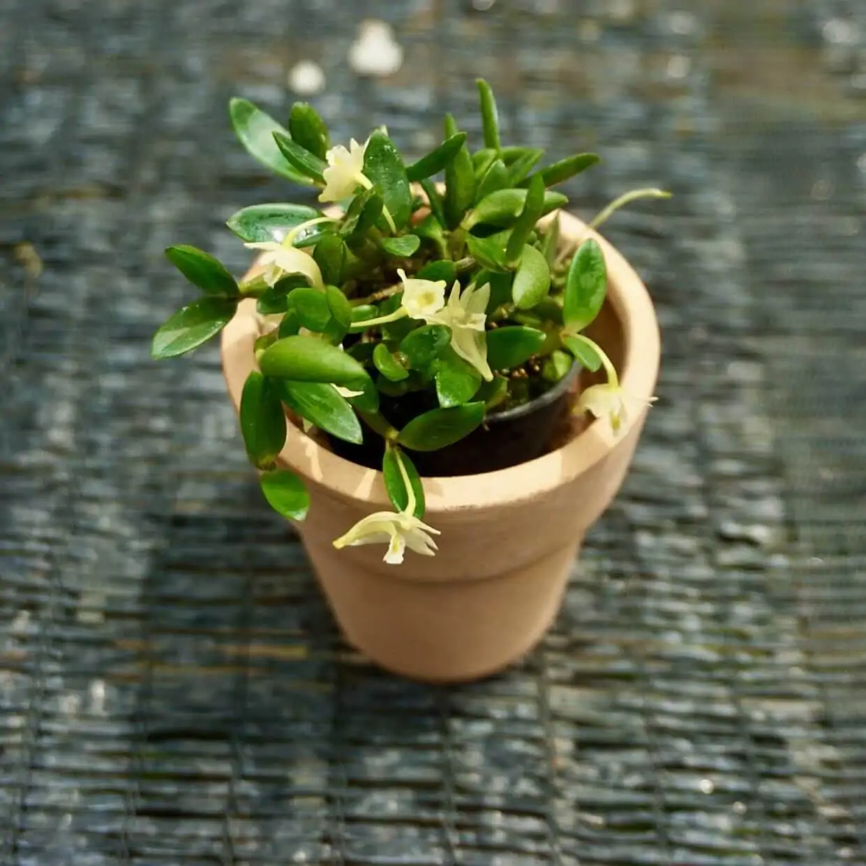 Dendrobium quadrangulare – Buy Online | Sib Orchid dendrobium quadrangulare