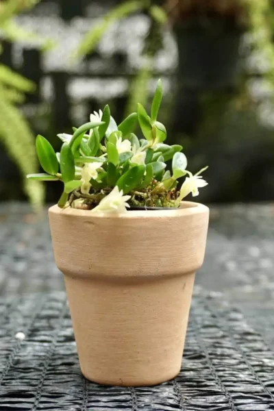 dendrobium quadrangulare