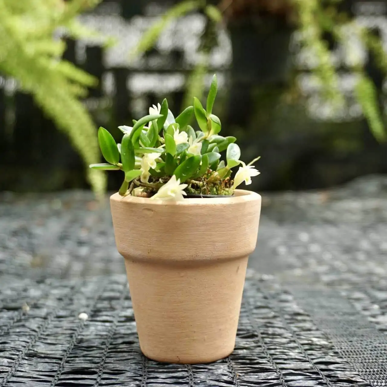 Dendrobium quadrangulare – Buy Online | Sib Orchid dendrobium quadrangulare