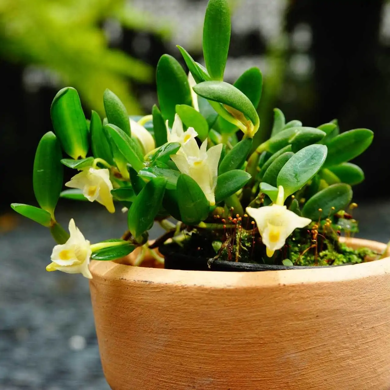 Dendrobium quadrangulare – Buy Online | Sib Orchid Dendrobium quadrangulare - Image 7