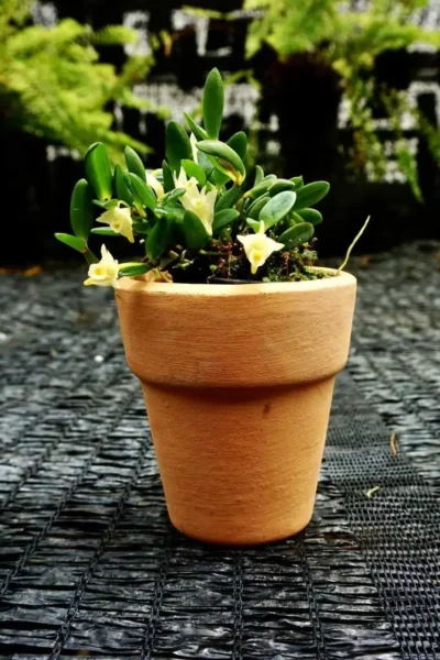 dendrobium quadrangulare