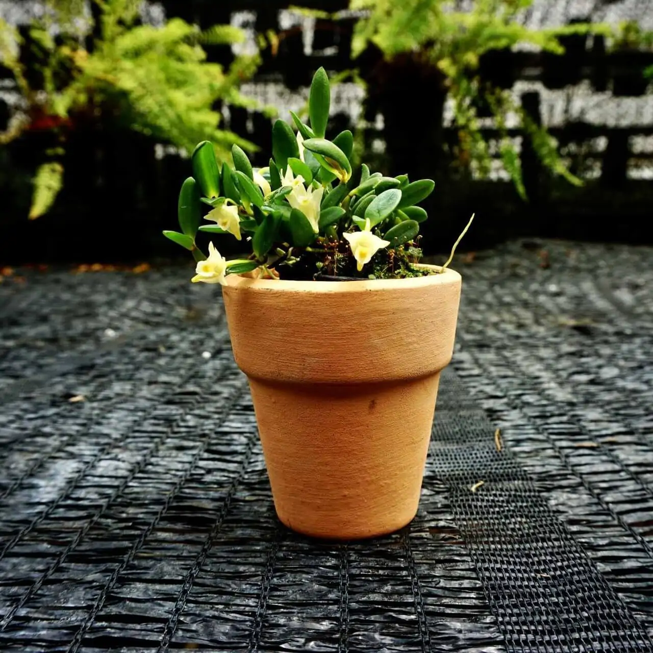 Dendrobium quadrangulare – Buy Online | Sib Orchid dendrobium quadrangulare