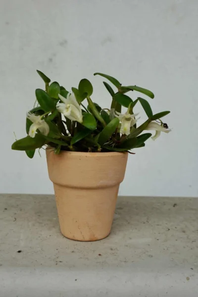 dendrobium pachyphyllum