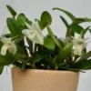 Dendrobim hymenanthum – Buy Online | Sib Orchid dendrobium pachyphyllum