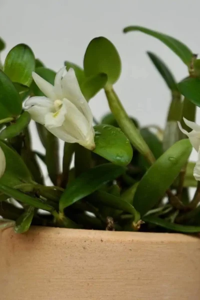 dendrobium pachyphyllum