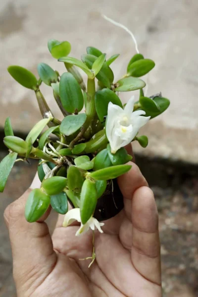 dendrobium pachyphyllum