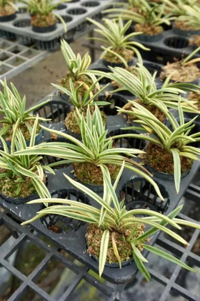 vanda neofinetia falcata variegated