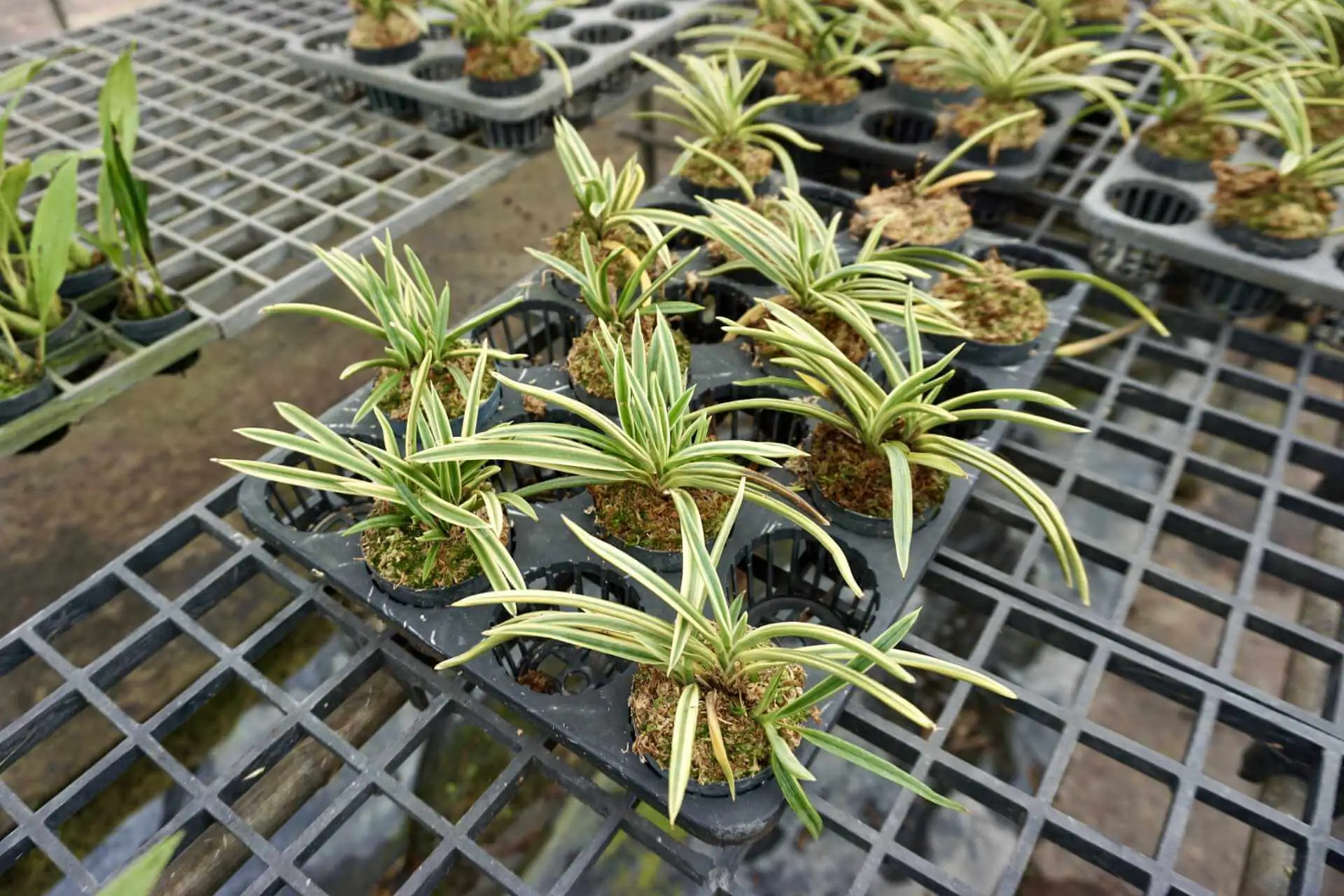 Vanda falcata variegated (Neofinetia falcata) – Buy Online | Sib Orchid vanda neofinetia falcata variegated