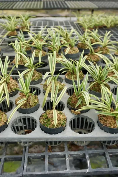 vanda neofinetia falcata variegated