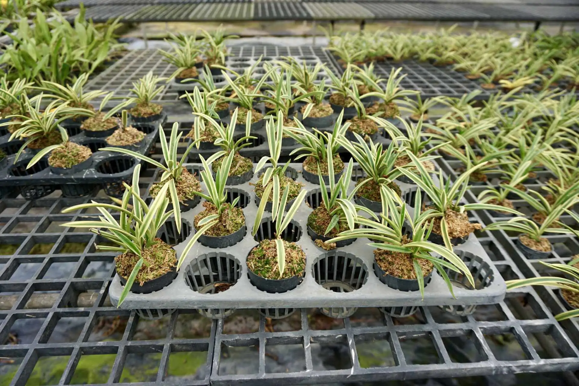 Vanda falcata variegated (Neofinetia falcata) – Buy Online | Sib Orchid vanda neofinetia falcata variegated