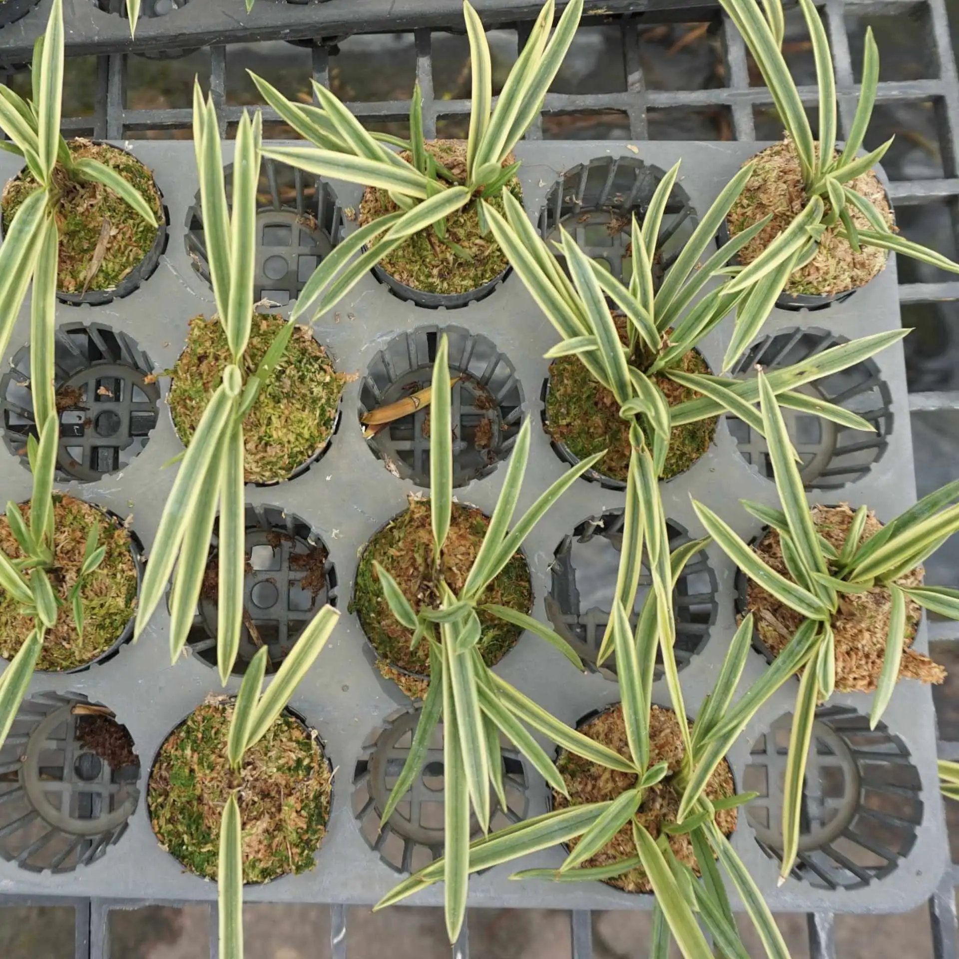 Vanda falcata variegated (Neofinetia falcata) – Buy Online | Sib Orchid vanda neofinetia falcata variegated