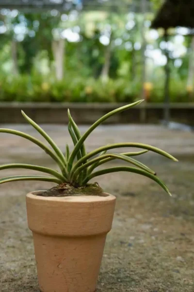 vanda neofinetia falcata variegated