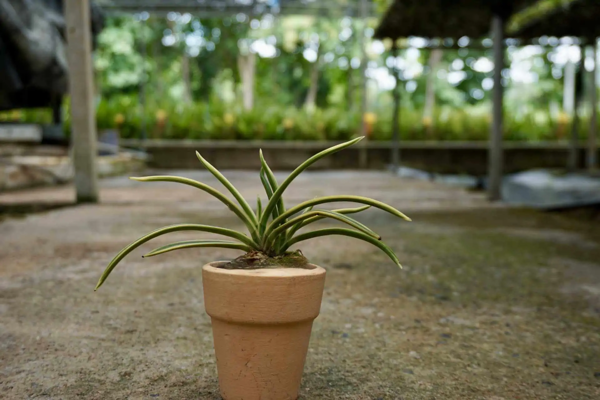 Vanda falcata variegated (Neofinetia falcata) – Buy Online | Sib Orchid vanda neofinetia falcata variegated
