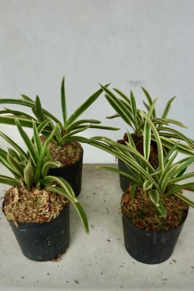 vanda neofinetia falcata variegated