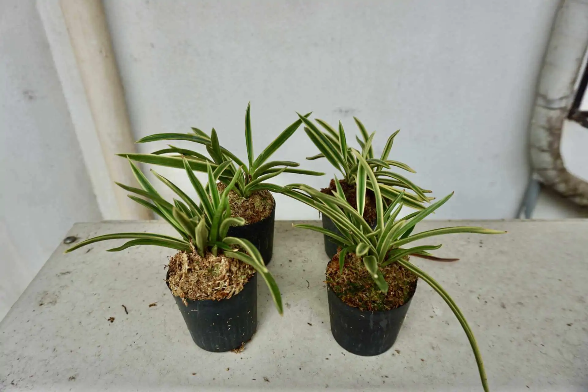 Vanda falcata variegated (Neofinetia falcata) – Buy Online | Sib Orchid vanda neofinetia falcata variegated